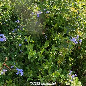 ルリマツリとコガネグモ