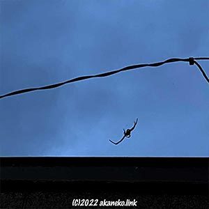 ポーチの上のコガネグモ