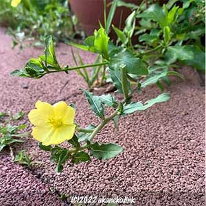 コマツヨイグサの花