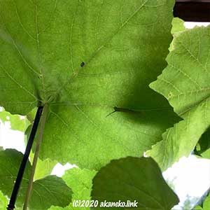 小さなコスズメ幼虫