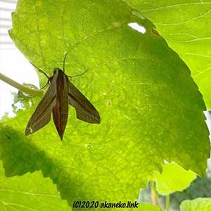 葡萄の葉裏のコスズメ成虫