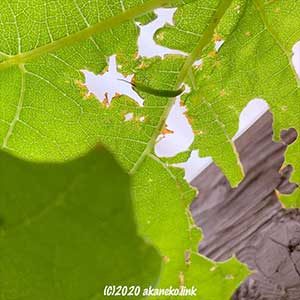 小さな緑色の芋虫（コスズメ）