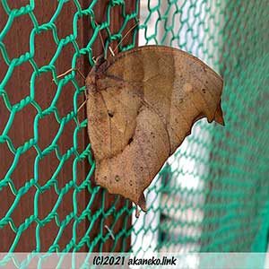 クロコノマチョウ