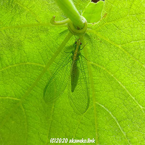 葡萄の葉裏のクサカゲロウ