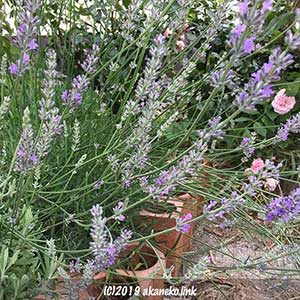 ラベンダーの花