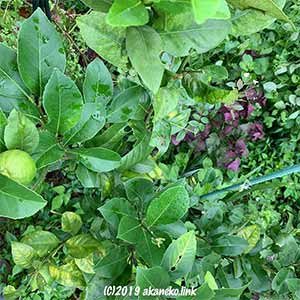 雑草の中のレモンの木