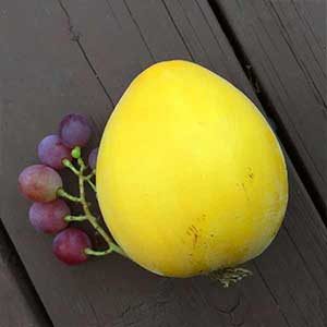 マクワウリと葡萄