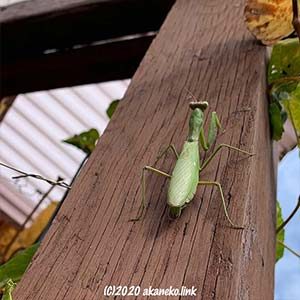 柱を登るハラビロカマキリ