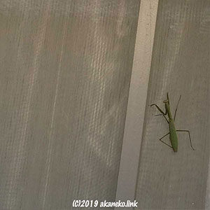 網戸のオオカマキリ