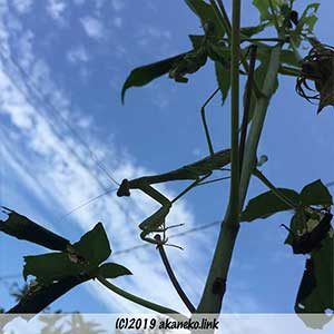 青空とオオカマキリ