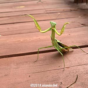立ち上がって威嚇するカマキリ