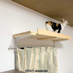 猫棚の上の三毛猫