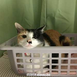 プラザルの中から顔を出す三毛猫