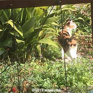 庭に脱走した三毛猫