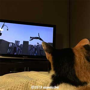 猫のテレビを見る猫の後頭部