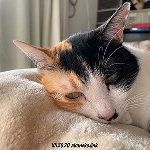 憂鬱そうな三毛猫の顔