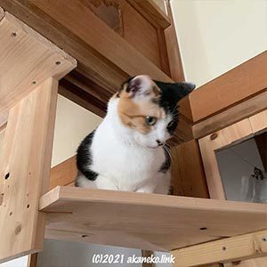 猫棚の上の三毛猫
