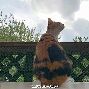 猫小屋の中の三毛猫