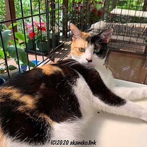 ケージの中の三毛猫