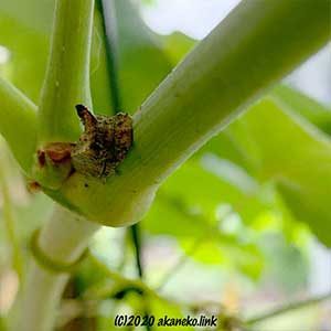 葡萄の枝のミミズク（虫）