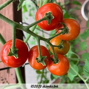 ヘタを食べられたミニトマト