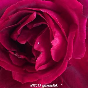 赤いバラ（ミスターリンカーン）