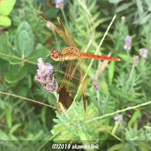 ラベンダーにとまるミヤマアカネ