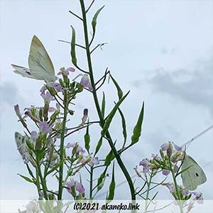 大根の花にモンシロチョウ