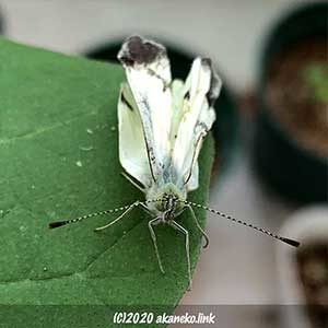 翅がクシャクシャのモンシロチョウ