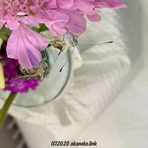 羽化不全のモンシロチョウとヤマトシジミ