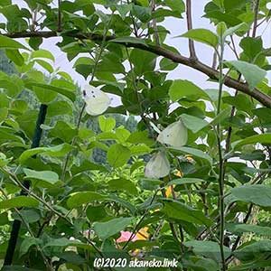 葡萄の葉裏の3匹のモンシロチョウ