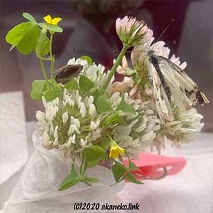 シロツメクサにとまる羽化不全の蝶2匹