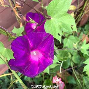 紫色の朝顔