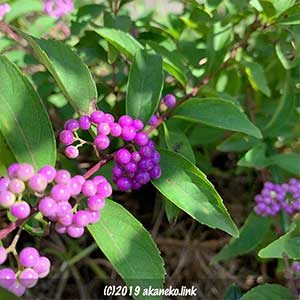 コムラサキの鮮やかな実