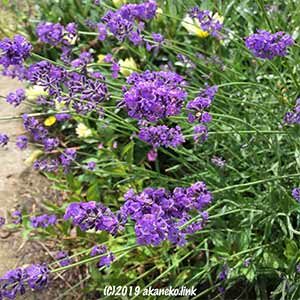 長崎ラベンダーの花