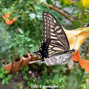 ノウゼンカズラにやってきたナミアゲハ