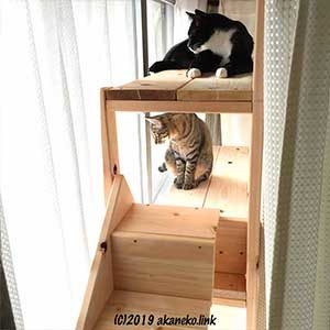 猫棚の2匹の猫