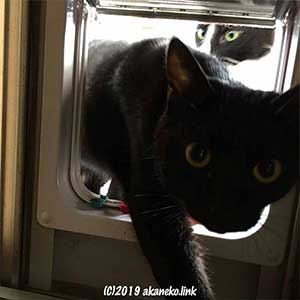 猫ドアを抜ける黒猫