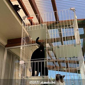 階段がわりの猫ケージ