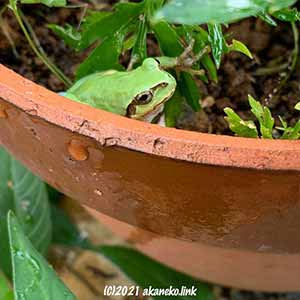 植木鉢の中のニホンアマガエル