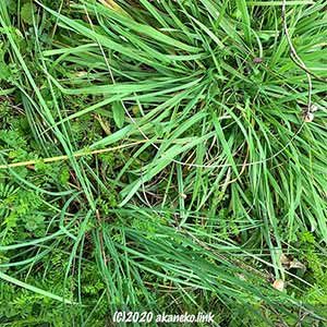 雑草の中の野蒜