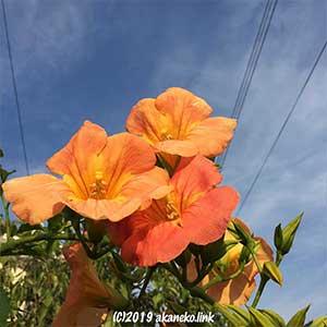 ノウゼンカズラのオレンジ色の花