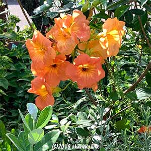 ノウゼンカズラのオレンジの花