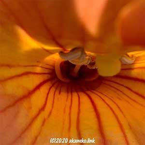 ノウゼンカズラの花芯