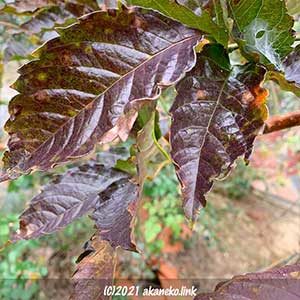 ノウゼンカズラの冬の葉