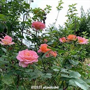 開花中のバラ（エル）