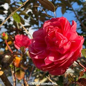 冬のバラ（ホーム・ガーデン）の花