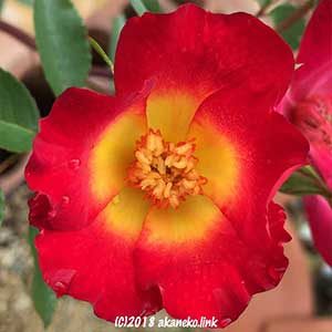 バラ（カクテル）の赤い花