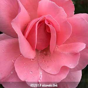 ピンクのバラ（クイーンエリザベス）