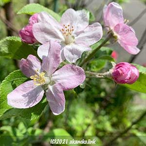 リンゴの花